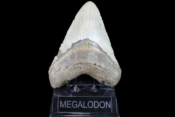Bargain, Megalodon Tooth - North Carolina #83981